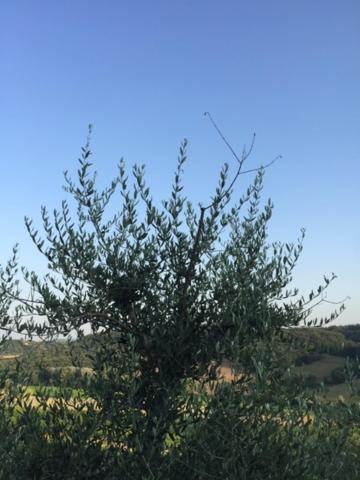 Casa Natura San Gimignano Eksteriør bilde